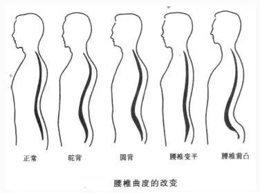 瑜伽入门秘籍，从小白到老师——脊椎篇